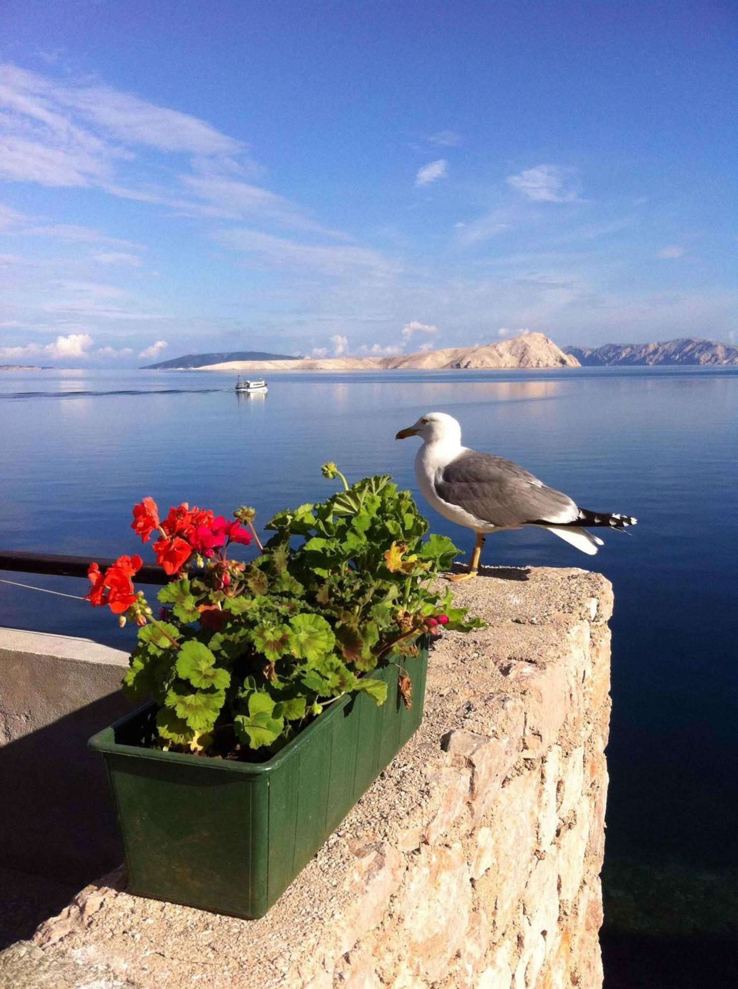 Apartment Starigrad/Senj 1 Stari Grad Eksteriør billede